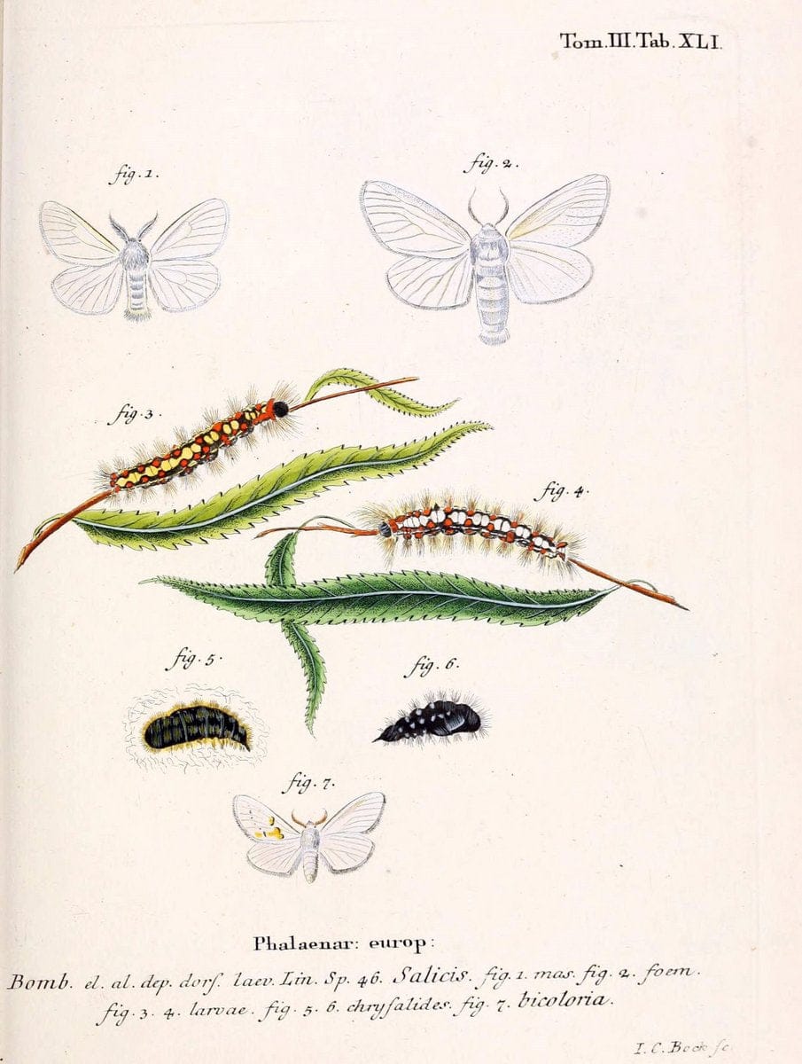 Die Schmetterlinge in Abbildungen nach der Natur /.Leipzig :T.O. Weigel,[1829-1839]. | Butterflies Europe Lepidoptera "Pictorial works" | Vintage Print Reproduction 472602