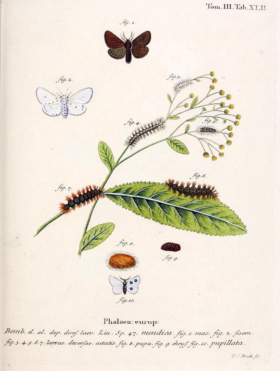 Die Schmetterlinge in Abbildungen nach der Natur /.Leipzig :T.O. Weigel,[1829-1839]. | Butterflies Europe Lepidoptera "Pictorial works" | Vintage Print Reproduction 472603