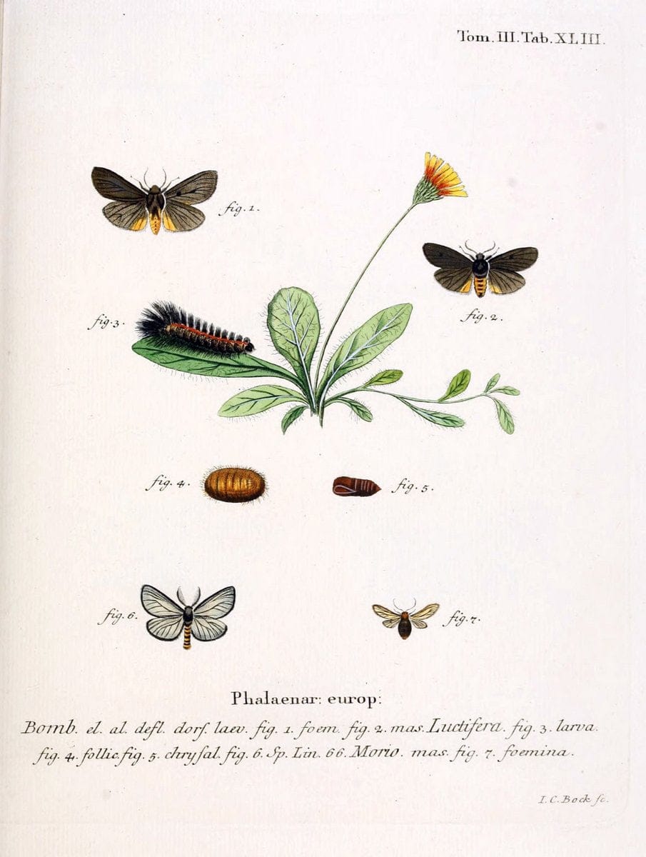 Die Schmetterlinge in Abbildungen nach der Natur /.Leipzig :T.O. Weigel,[1829-1839]. | Butterflies Europe Lepidoptera "Pictorial works" | Vintage Print Reproduction 472604