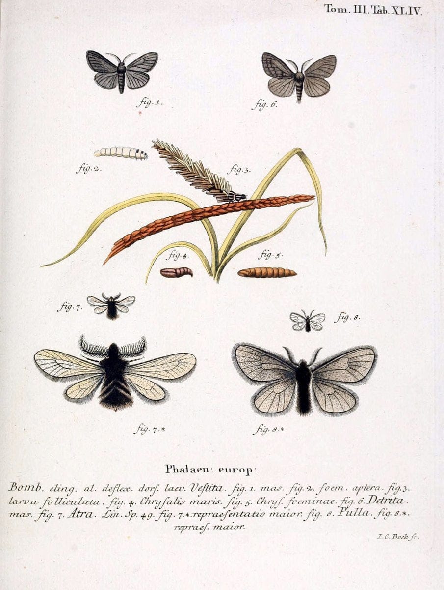 Die Schmetterlinge in Abbildungen nach der Natur /.Leipzig :T.O. Weigel,[1829-1839]. | Butterflies Europe Lepidoptera "Pictorial works" | Vintage Print Reproduction 472605