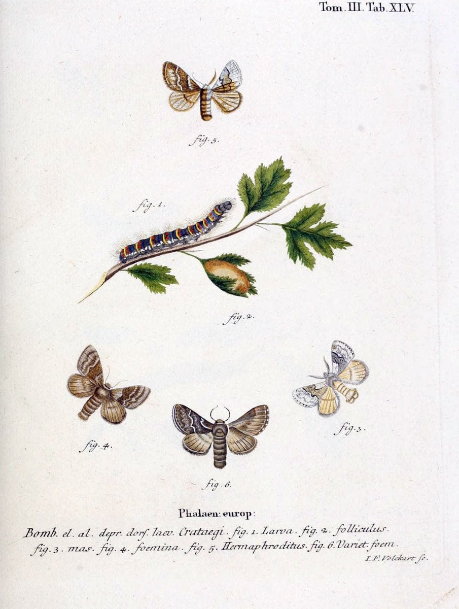 Die Schmetterlinge in Abbildungen nach der Natur /.Leipzig :T.O. Weigel,[1829-1839]. | Butterflies Europe Lepidoptera "Pictorial works" | Vintage Print Reproduction 472606