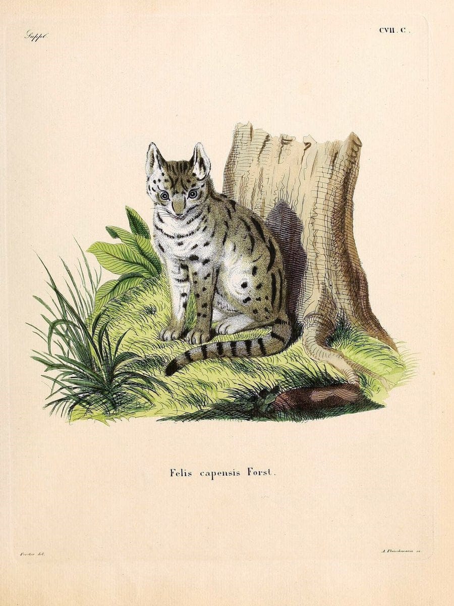 Die SÃ¤ugthiere in Abbildungen nach der Natur /.Erlangen :Expedition des Schreber'schen s | Mammals "Pictorial works"  | Vintage Print Reproduction 472772