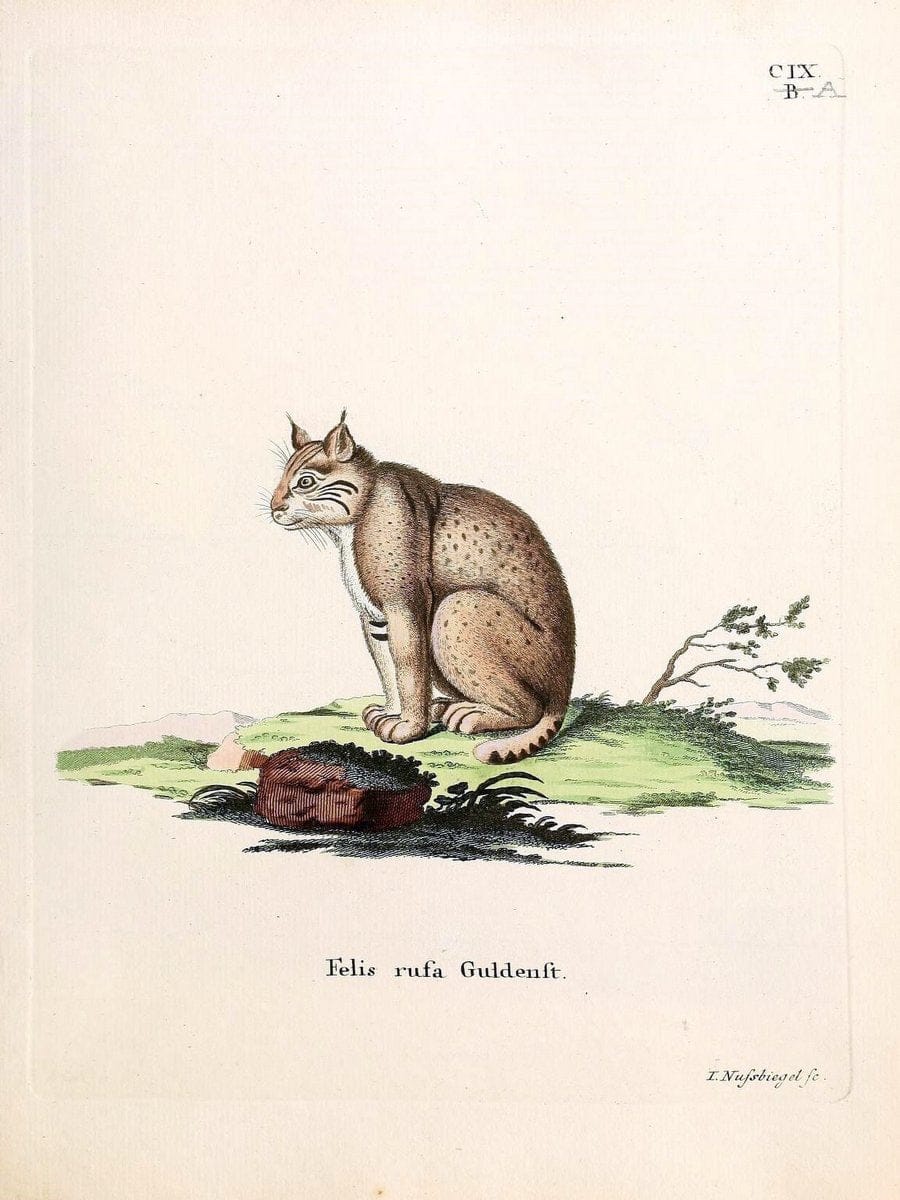 Die SÃ¤ugthiere in Abbildungen nach der Natur /.Erlangen :Expedition des Schreber'schen s | Mammals "Pictorial works"  | Vintage Print Reproduction 472780