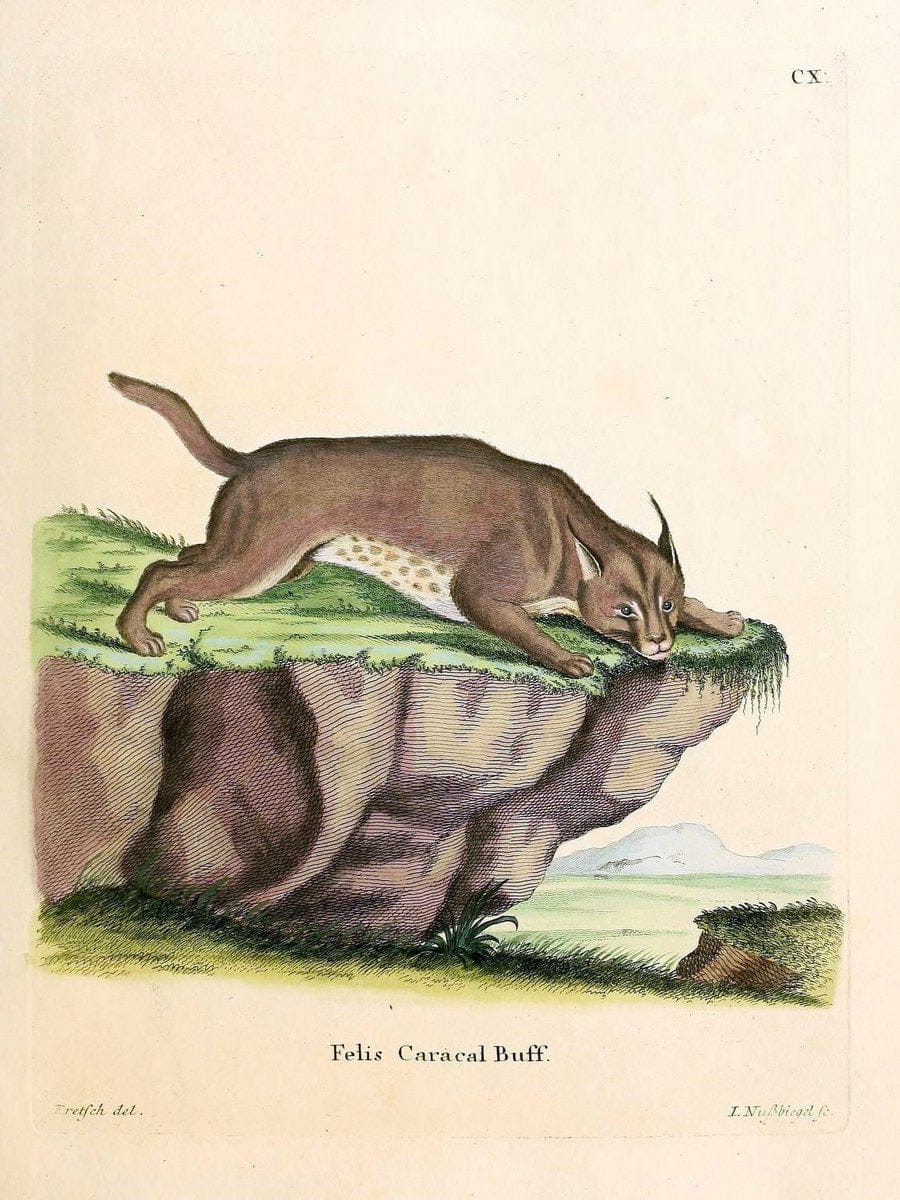 Die SÃ¤ugthiere in Abbildungen nach der Natur /.Erlangen :Expedition des Schreber'schen s | Mammals "Pictorial works"  | Vintage Print Reproduction 472784