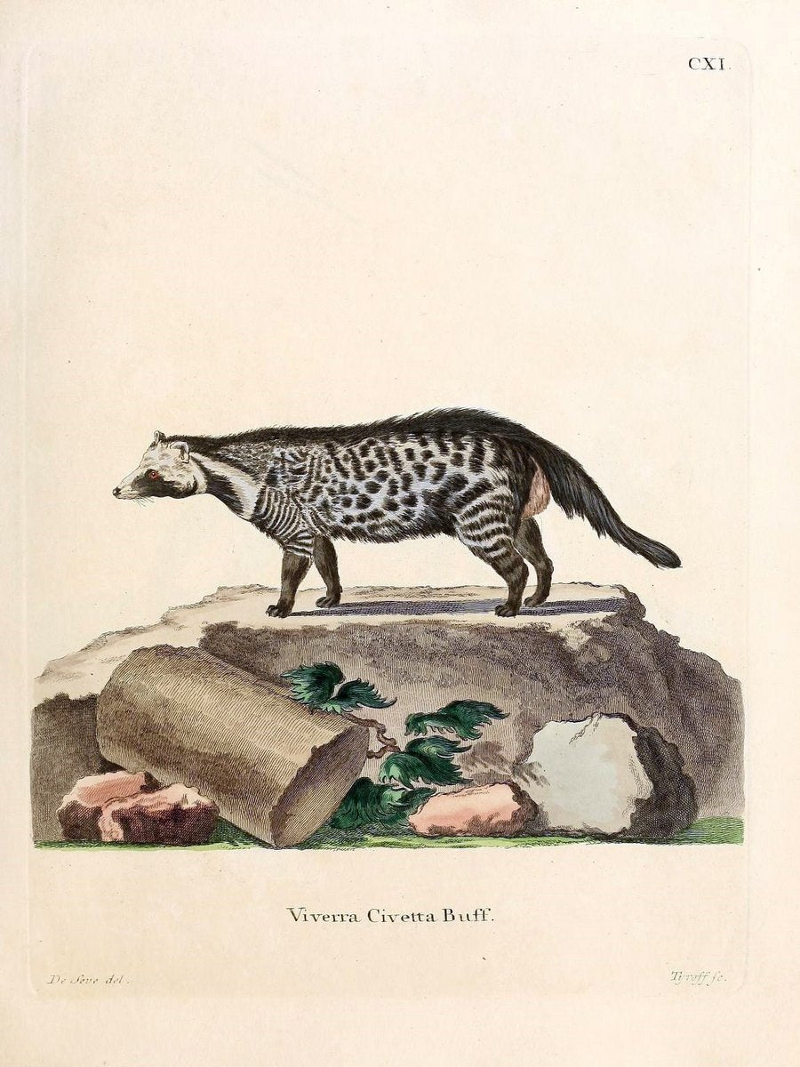 Die SÃ¤ugthiere in Abbildungen nach der Natur /.Erlangen :Expedition des Schreber'schen s | Mammals "Pictorial works"  | Vintage Print Reproduction 472790