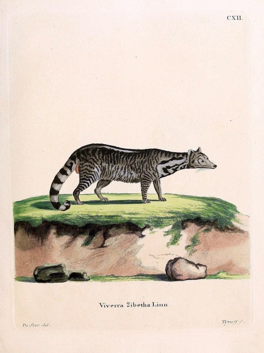 Die SÃ¤ugthiere in Abbildungen nach der Natur /.Erlangen :Expedition des Schreber'schen s | Mammals "Pictorial works"  | Vintage Print Reproduction 472792