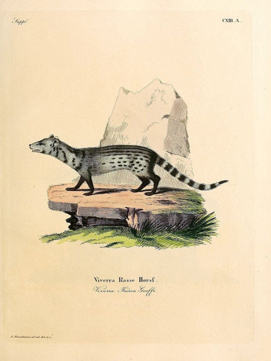 Die SÃ¤ugthiere in Abbildungen nach der Natur /.Erlangen :Expedition des Schreber'schen s | Mammals "Pictorial works"  | Vintage Print Reproduction 472798