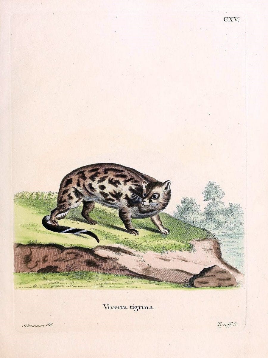 Die SÃ¤ugthiere in Abbildungen nach der Natur /.Erlangen :Expedition des Schreber'schen s | Mammals "Pictorial works"  | Vintage Print Reproduction 472806