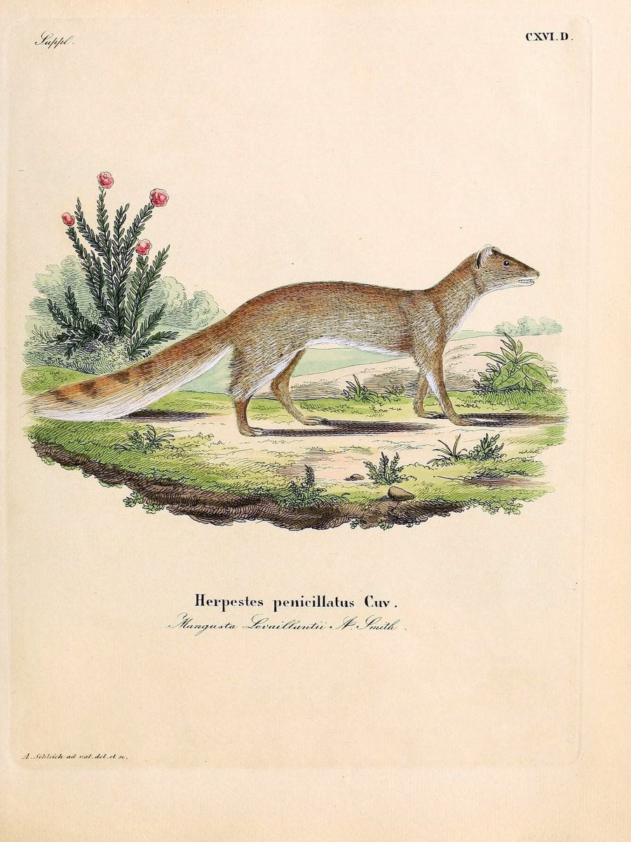 Die SÃ¤ugthiere in Abbildungen nach der Natur /.Erlangen :Expedition des Schreber'schen s | Mammals "Pictorial works"  | Vintage Print Reproduction 472816