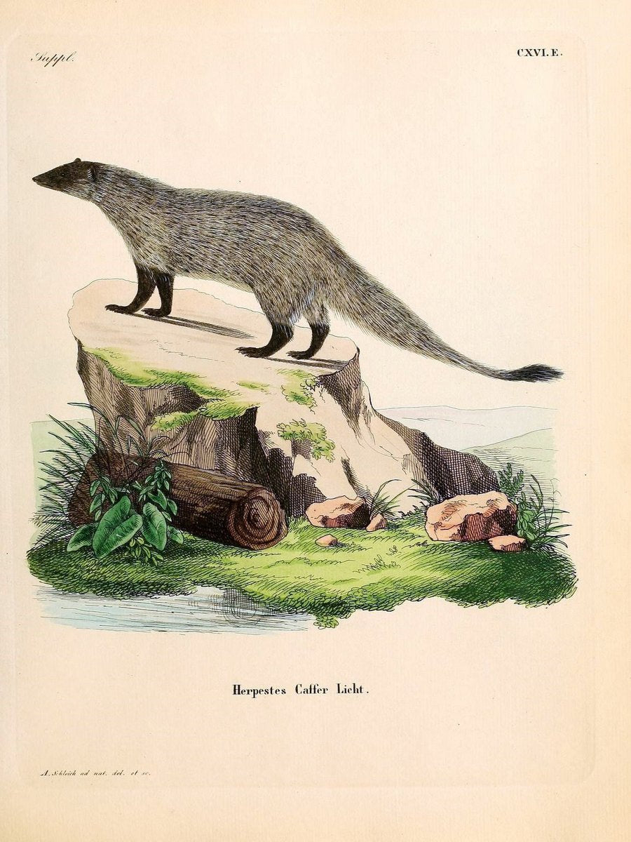 Die SÃ¤ugthiere in Abbildungen nach der Natur /.Erlangen :Expedition des Schreber'schen s | Mammals "Pictorial works"  | Vintage Print Reproduction 472818