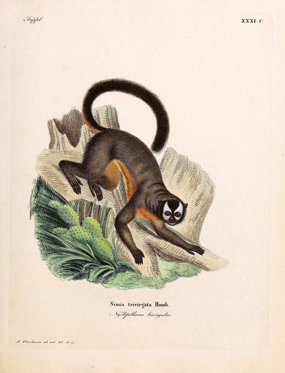 Die SÃ¤ugthiere in Abbildungen nach der Natur /.Erlangen :Expedition des Schreber'schen s | Mammals "Pictorial works"  | Vintage Print Reproduction 472819