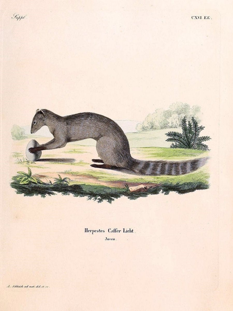 Die SÃ¤ugthiere in Abbildungen nach der Natur /.Erlangen :Expedition des Schreber'schen s | Mammals "Pictorial works"  | Vintage Print Reproduction 472820