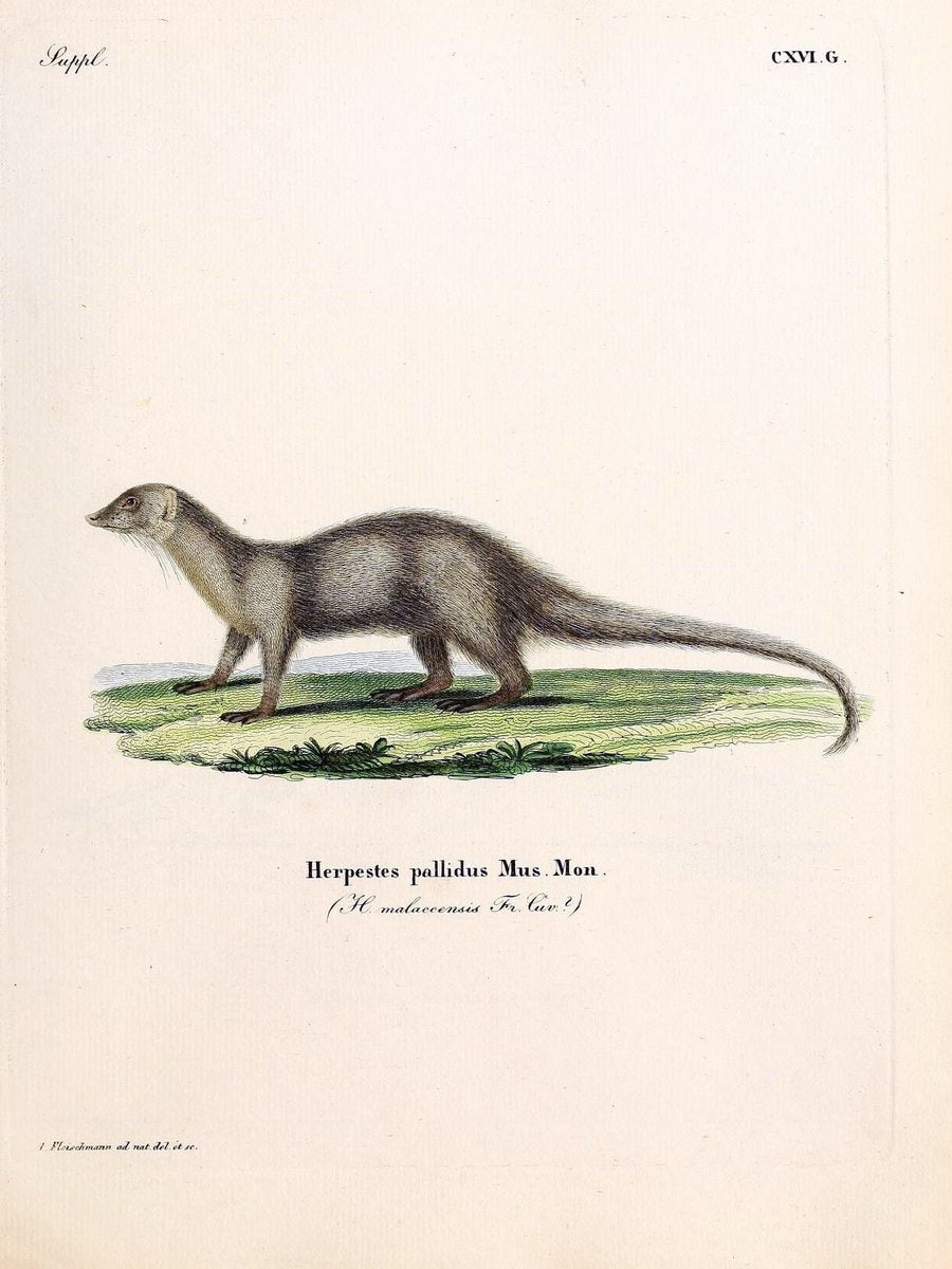 Die SÃ¤ugthiere in Abbildungen nach der Natur /.Erlangen :Expedition des Schreber'schen s | Mammals "Pictorial works"  | Vintage Print Reproduction 472824