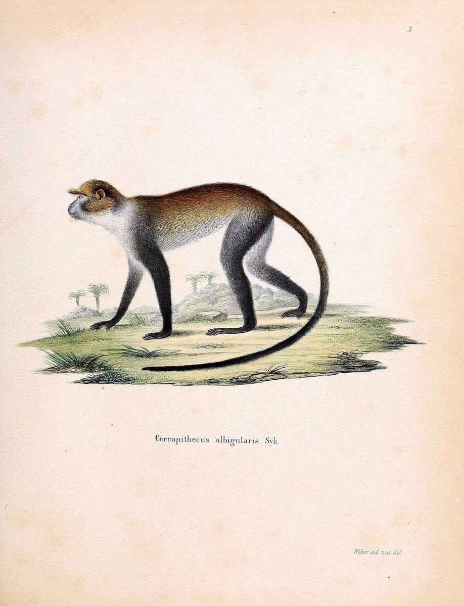 Die SÃ¤ugthiere in Abbildungen nach der Natur /.Erlangen :Expedition des Schreber'schen s | Mammals "Pictorial works"  | Vintage Print Reproduction 472833