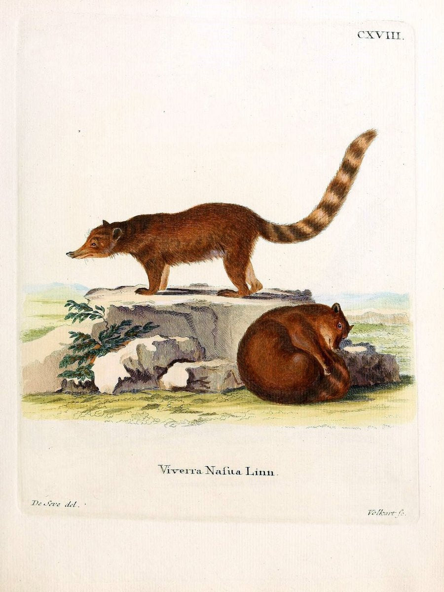 Die SÃ¤ugthiere in Abbildungen nach der Natur /.Erlangen :Expedition des Schreber'schen s | Mammals "Pictorial works"  | Vintage Print Reproduction 472834