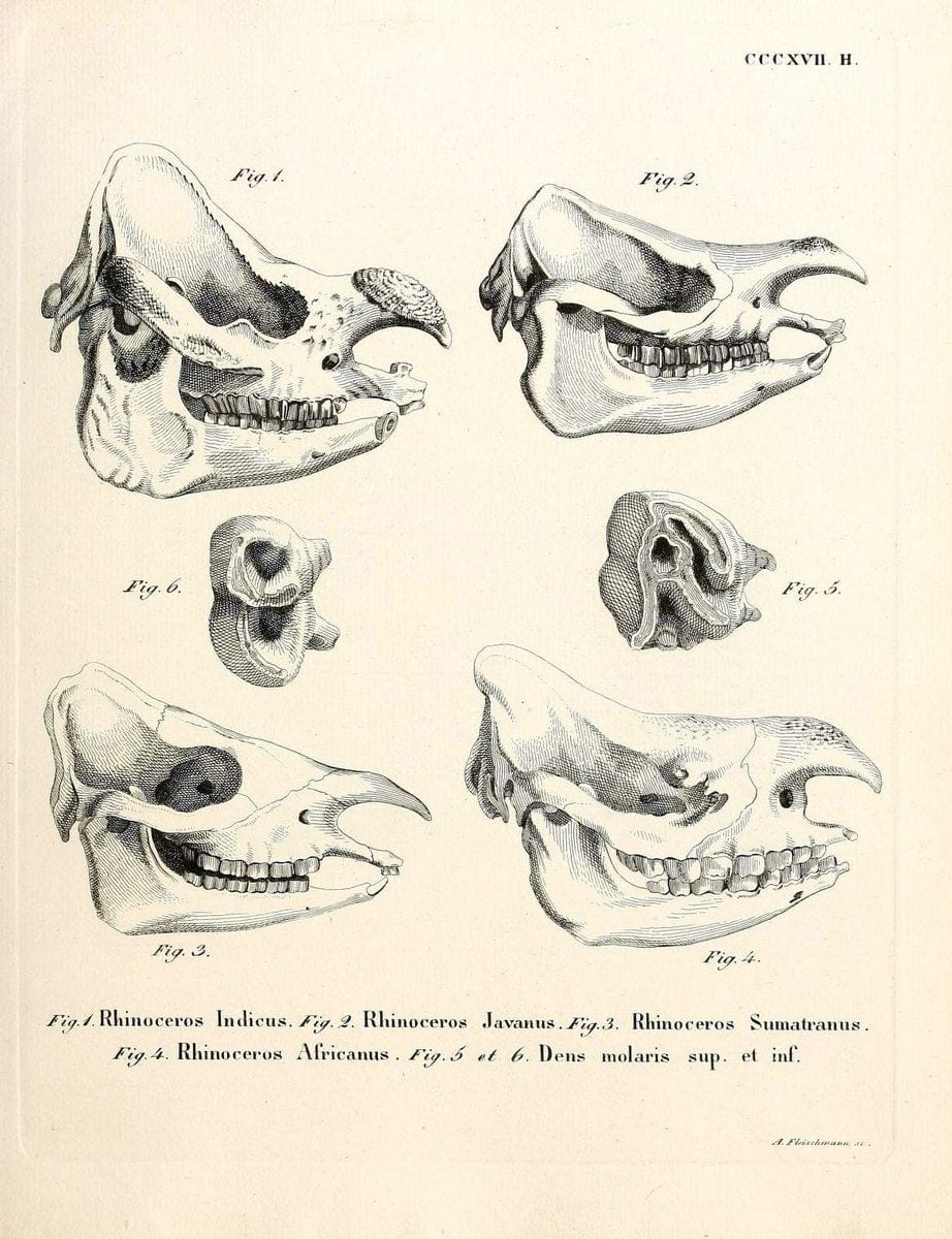 Die SÃ¤ugthiere in Abbildungen nach der Natur /.Erlangen :Expedition des Schreber'schen s | Mammals "Pictorial works"  | Vintage Print Reproduction 472838