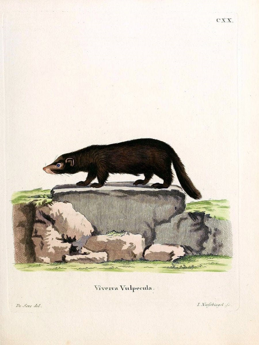 Die SÃ¤ugthiere in Abbildungen nach der Natur /.Erlangen :Expedition des Schreber'schen s | Mammals "Pictorial works"  | Vintage Print Reproduction 472840