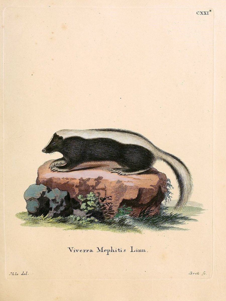 Die SÃ¤ugthiere in Abbildungen nach der Natur /.Erlangen :Expedition des Schreber'schen s | Mammals "Pictorial works"  | Vintage Print Reproduction 472843