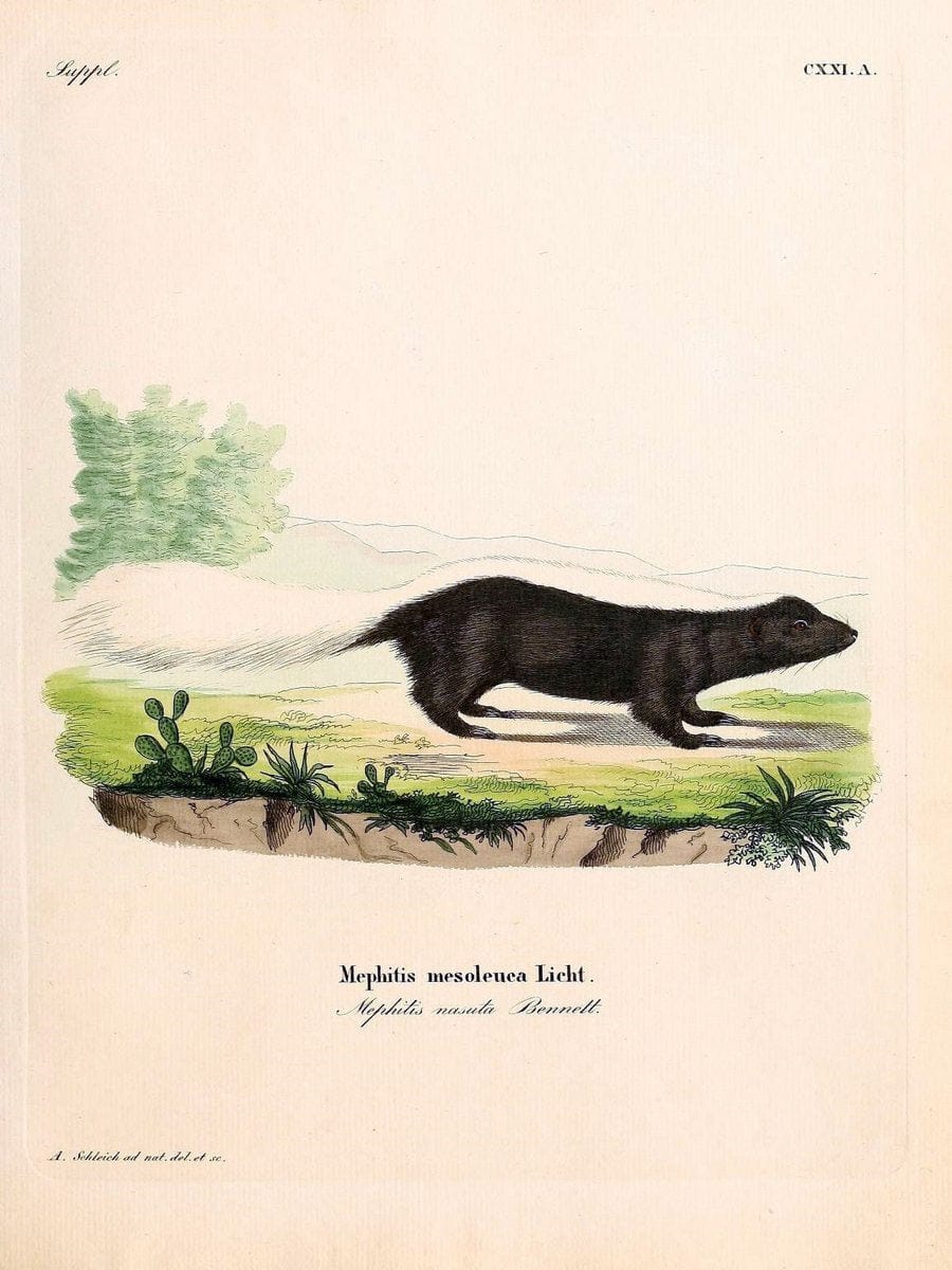 Die SÃ¤ugthiere in Abbildungen nach der Natur /.Erlangen :Expedition des Schreber'schen s | Mammals "Pictorial works"  | Vintage Print Reproduction 472846