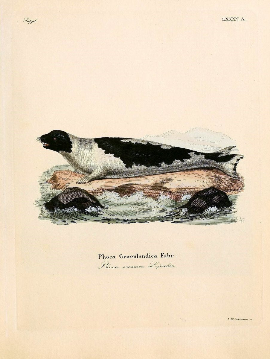 Die SÃ¤ugthiere in Abbildungen nach der Natur /.Erlangen :Expedition des Schreber'schen s | Mammals "Pictorial works"  | Vintage Print Reproduction 472857