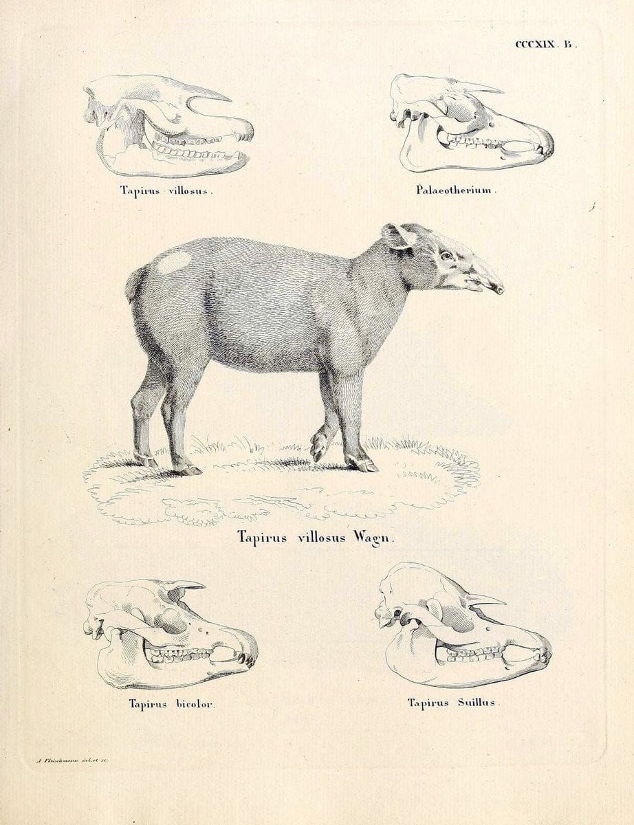 Die SÃ¤ugthiere in Abbildungen nach der Natur /.Erlangen :Expedition des Schreber'schen s | Mammals "Pictorial works"  | Vintage Print Reproduction 472861