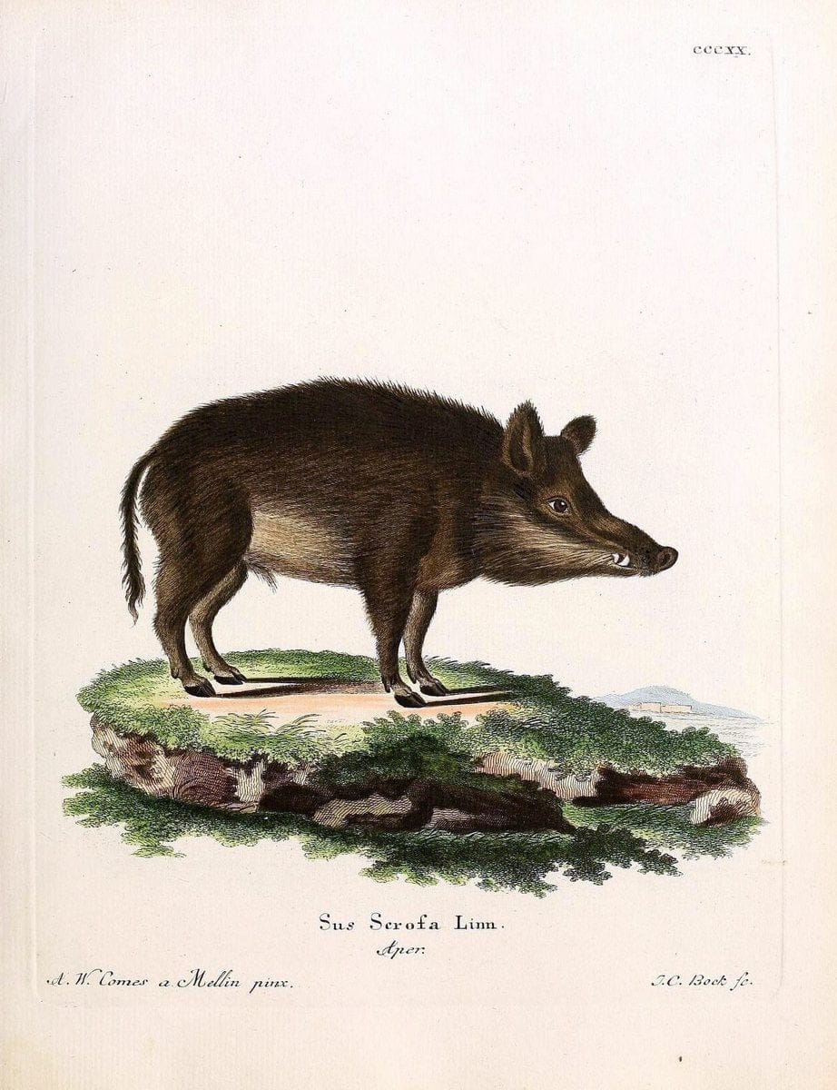 Die SÃ¤ugthiere in Abbildungen nach der Natur /.Erlangen :Expedition des Schreber'schen s | Mammals "Pictorial works"  | Vintage Print Reproduction 472864