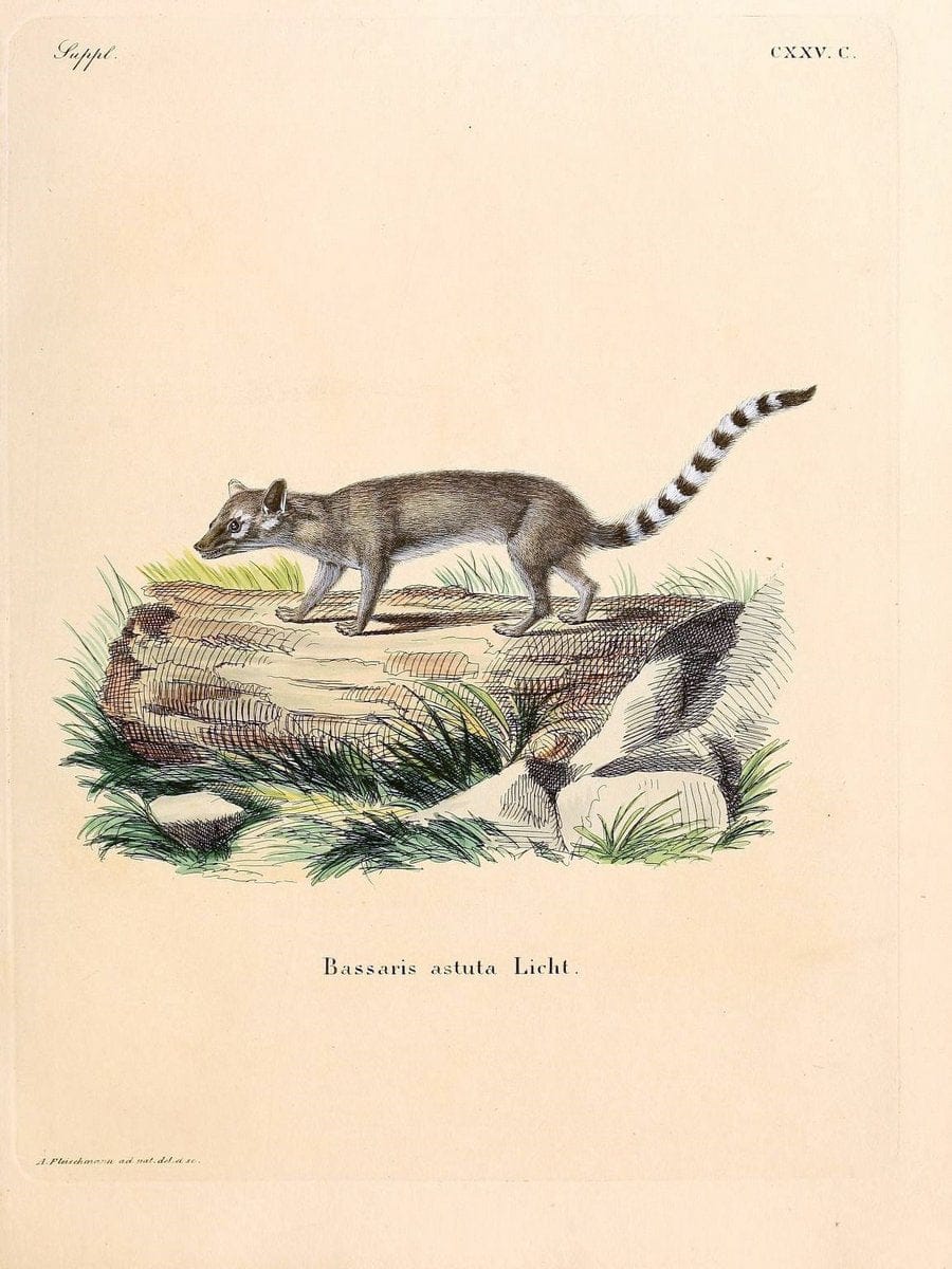 Die SÃ¤ugthiere in Abbildungen nach der Natur /.Erlangen :Expedition des Schreber'schen s | Mammals "Pictorial works"  | Vintage Print Reproduction 472866