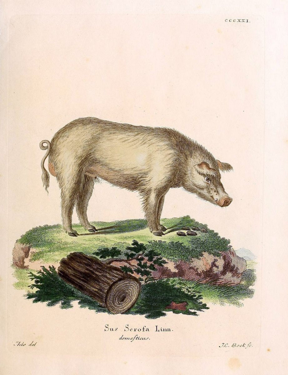 Die SÃ¤ugthiere in Abbildungen nach der Natur /.Erlangen :Expedition des Schreber'schen s | Mammals "Pictorial works"  | Vintage Print Reproduction 472867