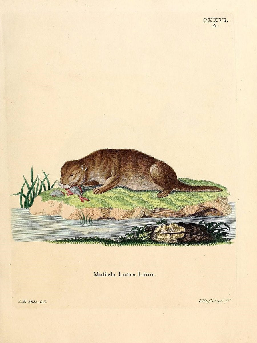 Die SÃ¤ugthiere in Abbildungen nach der Natur /.Erlangen :Expedition des Schreber'schen s | Mammals "Pictorial works"  | Vintage Print Reproduction 472872