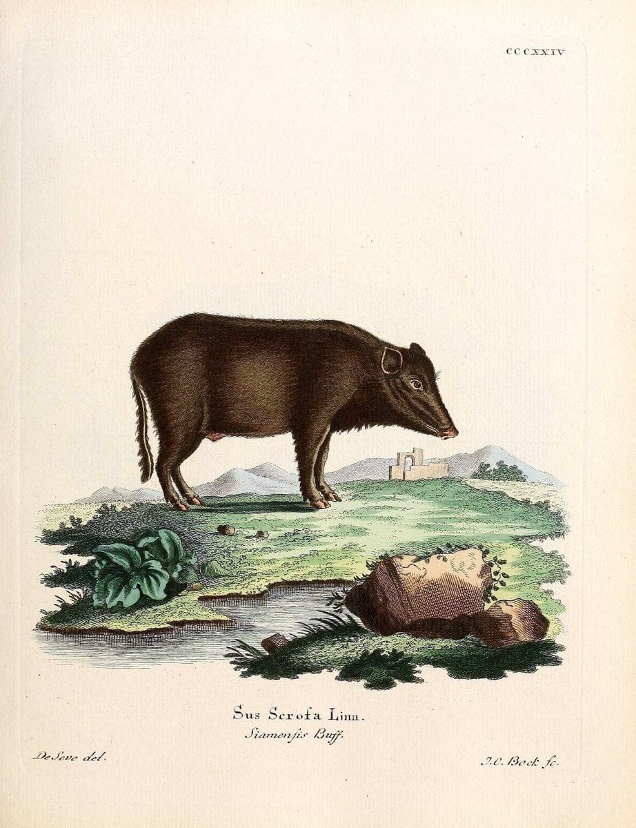 Die SÃ¤ugthiere in Abbildungen nach der Natur /.Erlangen :Expedition des Schreber'schen s | Mammals "Pictorial works"  | Vintage Print Reproduction 472876