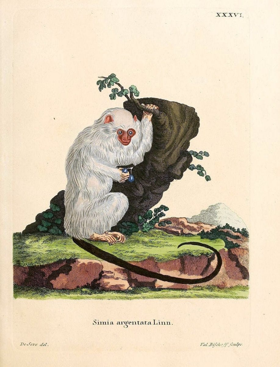 Die SÃ¤ugthiere in Abbildungen nach der Natur /.Erlangen :Expedition des Schreber'schen s | Mammals "Pictorial works"  | Vintage Print Reproduction 472880