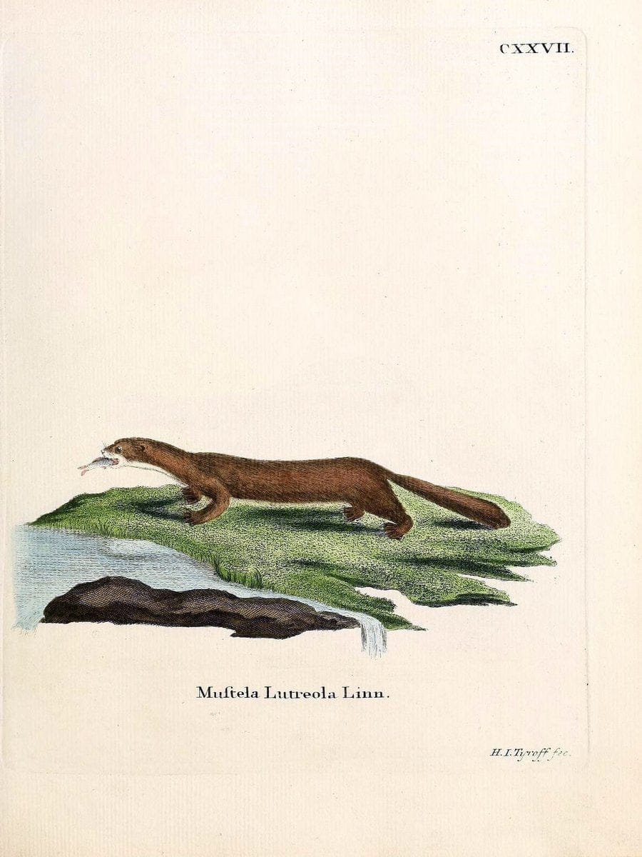 Die SÃ¤ugthiere in Abbildungen nach der Natur /.Erlangen :Expedition des Schreber'schen s | Mammals "Pictorial works"  | Vintage Print Reproduction 472881