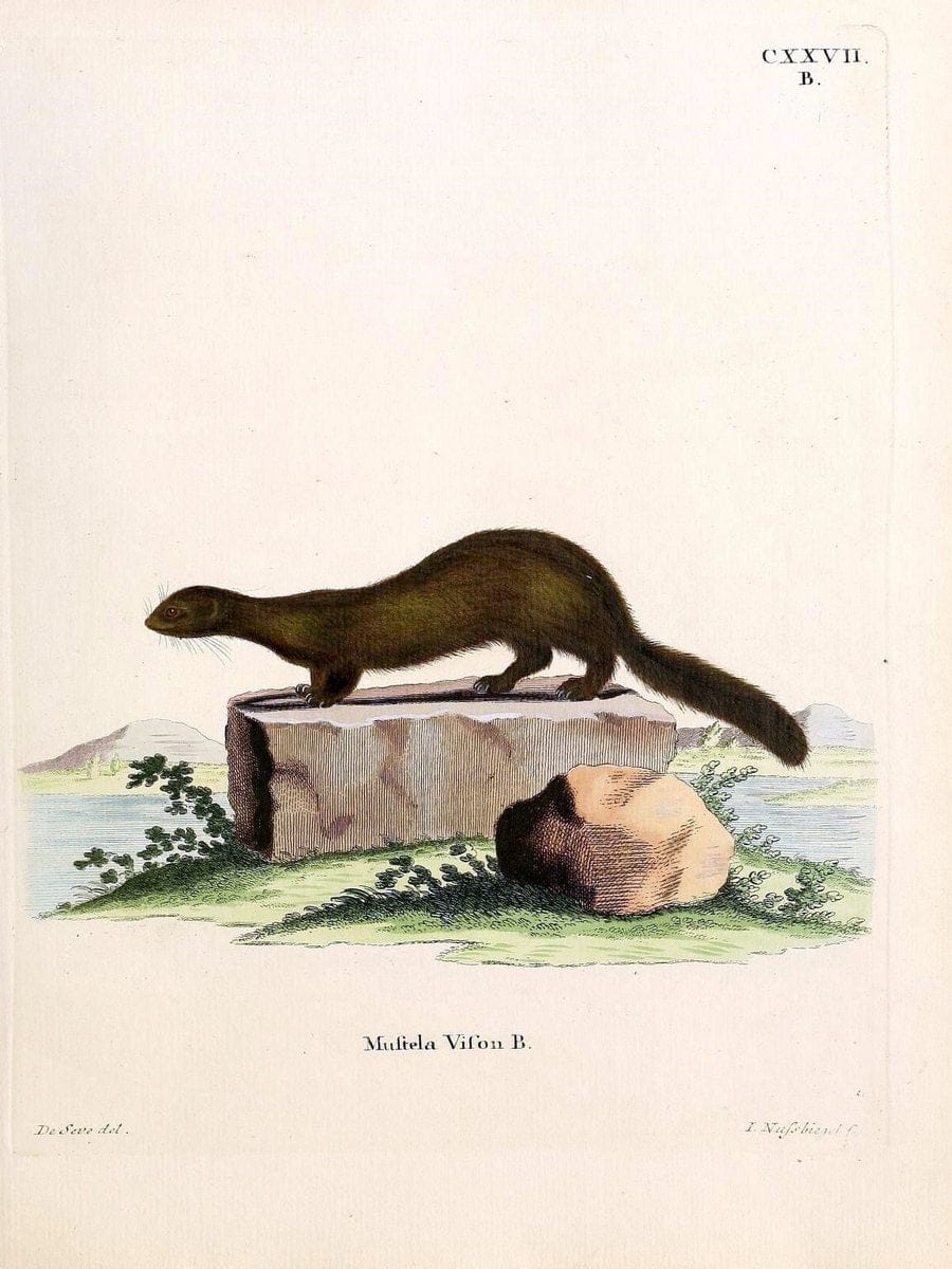 Die SÃ¤ugthiere in Abbildungen nach der Natur /.Erlangen :Expedition des Schreber'schen s | Mammals "Pictorial works"  | Vintage Print Reproduction 472884