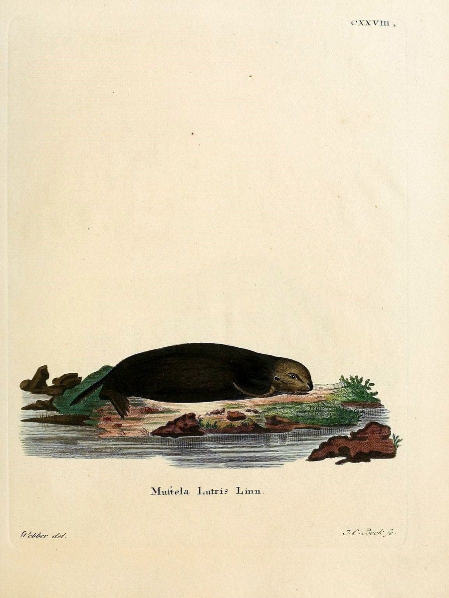 Die SÃ¤ugthiere in Abbildungen nach der Natur /.Erlangen :Expedition des Schreber'schen s | Mammals "Pictorial works"  | Vintage Print Reproduction 472887