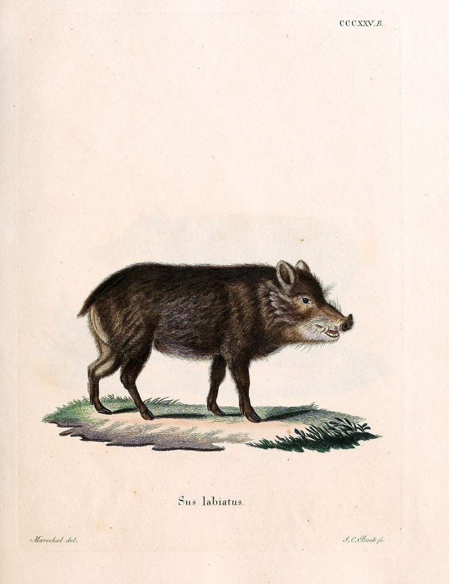 Die SÃ¤ugthiere in Abbildungen nach der Natur /.Erlangen :Expedition des Schreber'schen s | Mammals "Pictorial works"  | Vintage Print Reproduction 472890