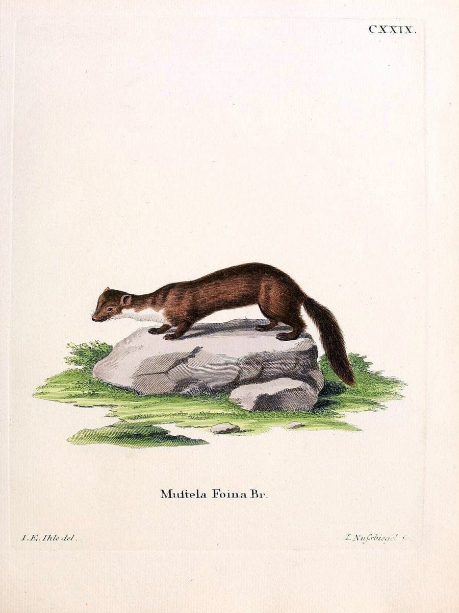 Die SÃ¤ugthiere in Abbildungen nach der Natur /.Erlangen :Expedition des Schreber'schen s | Mammals "Pictorial works"  | Vintage Print Reproduction 472892