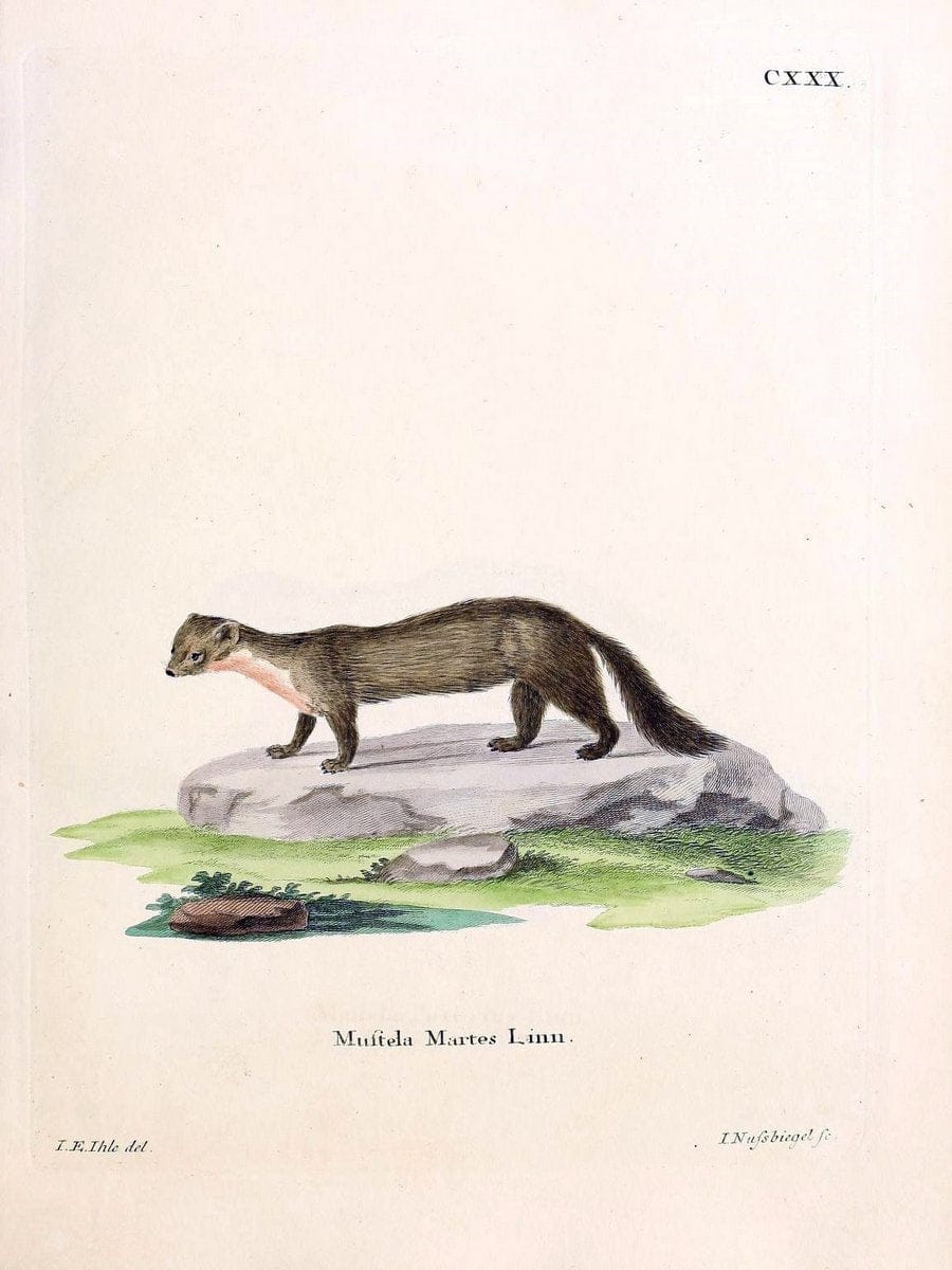 Die SÃ¤ugthiere in Abbildungen nach der Natur /.Erlangen :Expedition des Schreber'schen s | Mammals "Pictorial works"  | Vintage Print Reproduction 472895