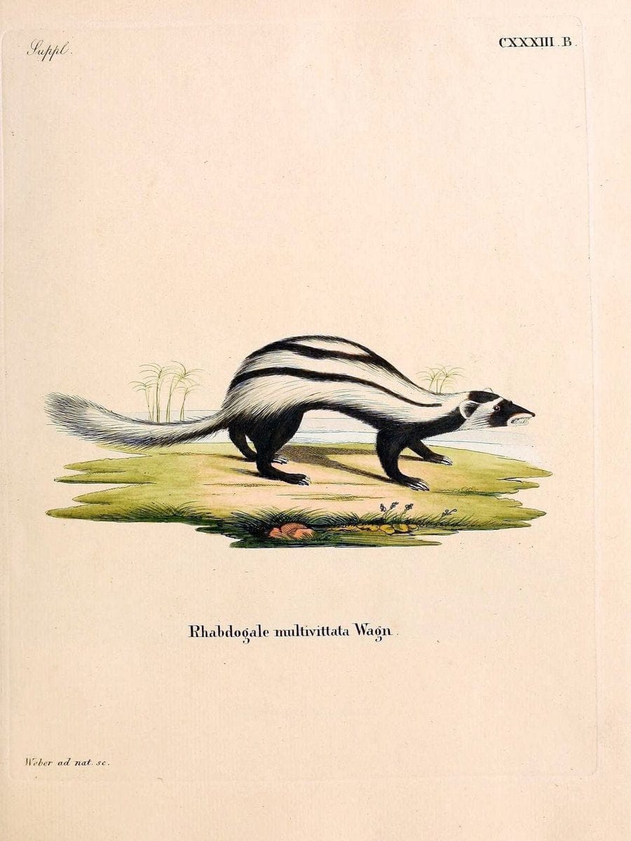 Die SÃ¤ugthiere in Abbildungen nach der Natur /.Erlangen :Expedition des Schreber'schen s | Mammals "Pictorial works"  | Vintage Print Reproduction 472910