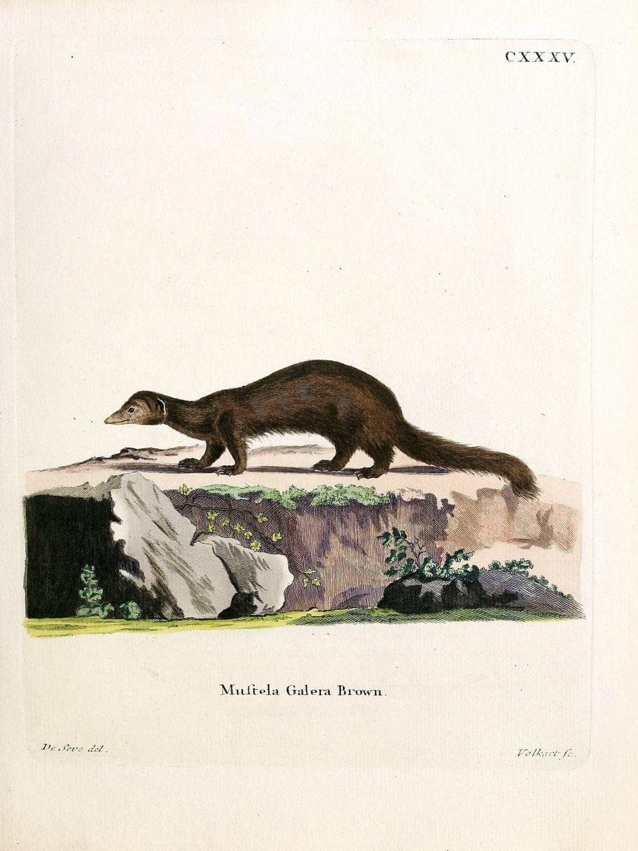 Die SÃ¤ugthiere in Abbildungen nach der Natur /.Erlangen :Expedition des Schreber'schen s | Mammals "Pictorial works"  | Vintage Print Reproduction 472916