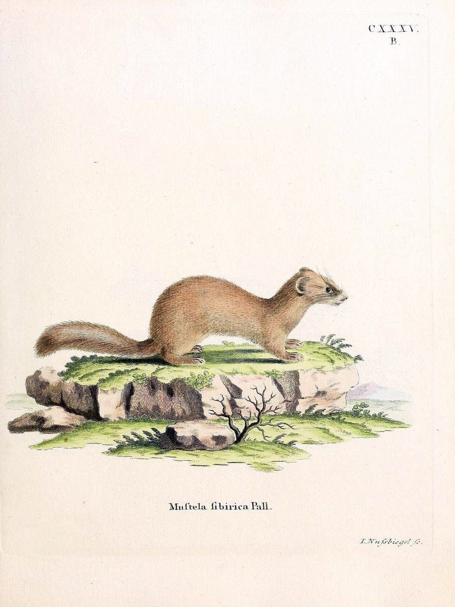 Die SÃ¤ugthiere in Abbildungen nach der Natur /.Erlangen :Expedition des Schreber'schen s | Mammals "Pictorial works"  | Vintage Print Reproduction 472919