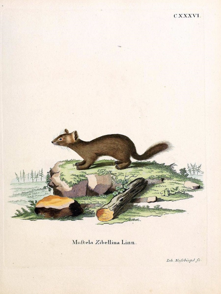 Die SÃ¤ugthiere in Abbildungen nach der Natur /.Erlangen :Expedition des Schreber'schen s | Mammals "Pictorial works"  | Vintage Print Reproduction 472924