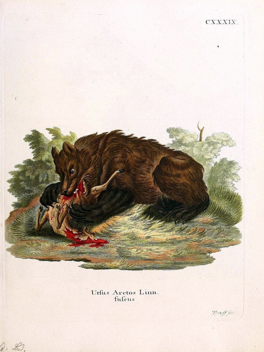 Die SÃ¤ugthiere in Abbildungen nach der Natur /.Erlangen :Expedition des Schreber'schen s | Mammals "Pictorial works"  | Vintage Print Reproduction 472936