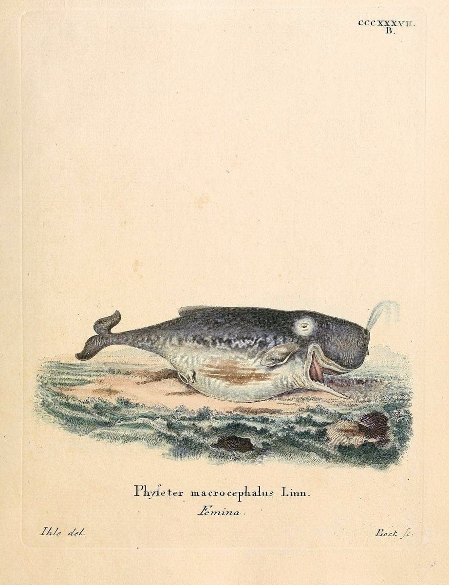 Die SÃ¤ugthiere in Abbildungen nach der Natur /.Erlangen :Expedition des Schreber'schen s | Mammals "Pictorial works"  | Vintage Print Reproduction 472943