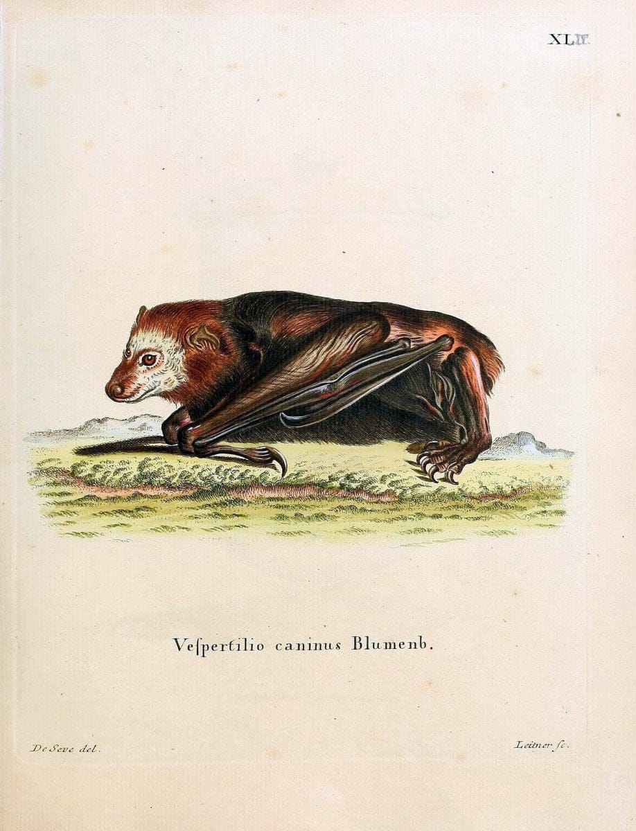 Die SÃ¤ugthiere in Abbildungen nach der Natur /.Erlangen :Expedition des Schreber'schen s | Mammals "Pictorial works"  | Vintage Print Reproduction 472944