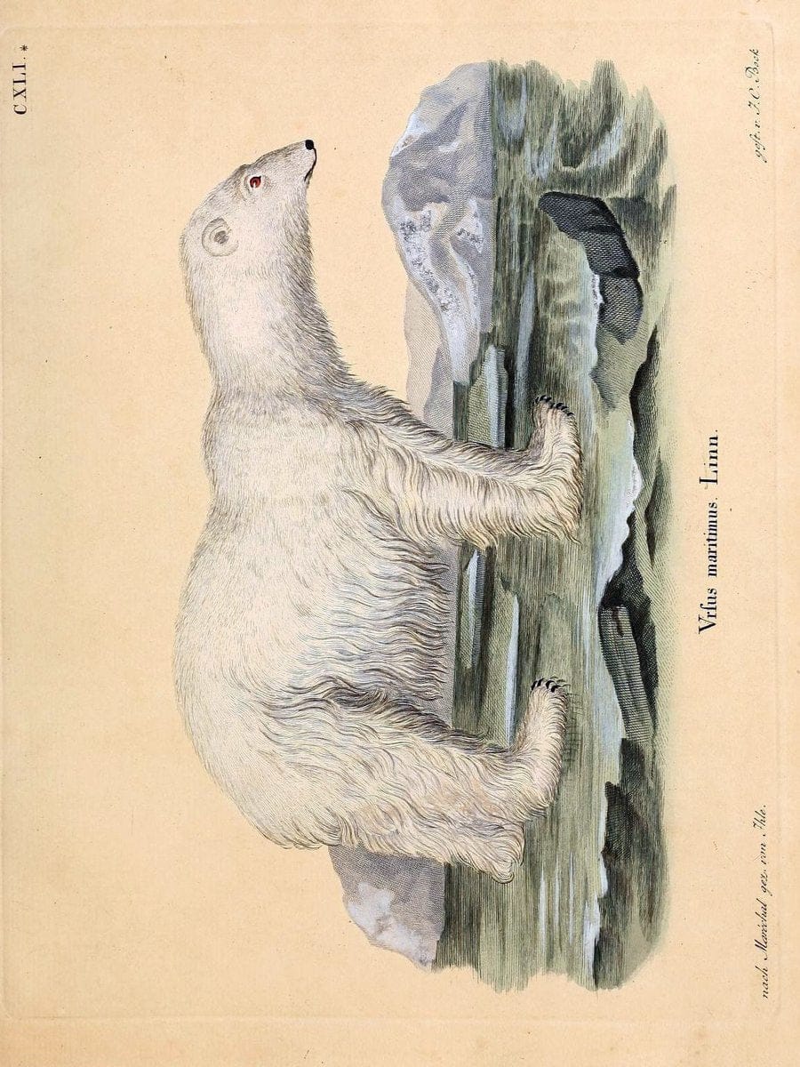 Die SÃ¤ugthiere in Abbildungen nach der Natur /.Erlangen :Expedition des Schreber'schen s | Mammals "Pictorial works"  | Vintage Print Reproduction 472945