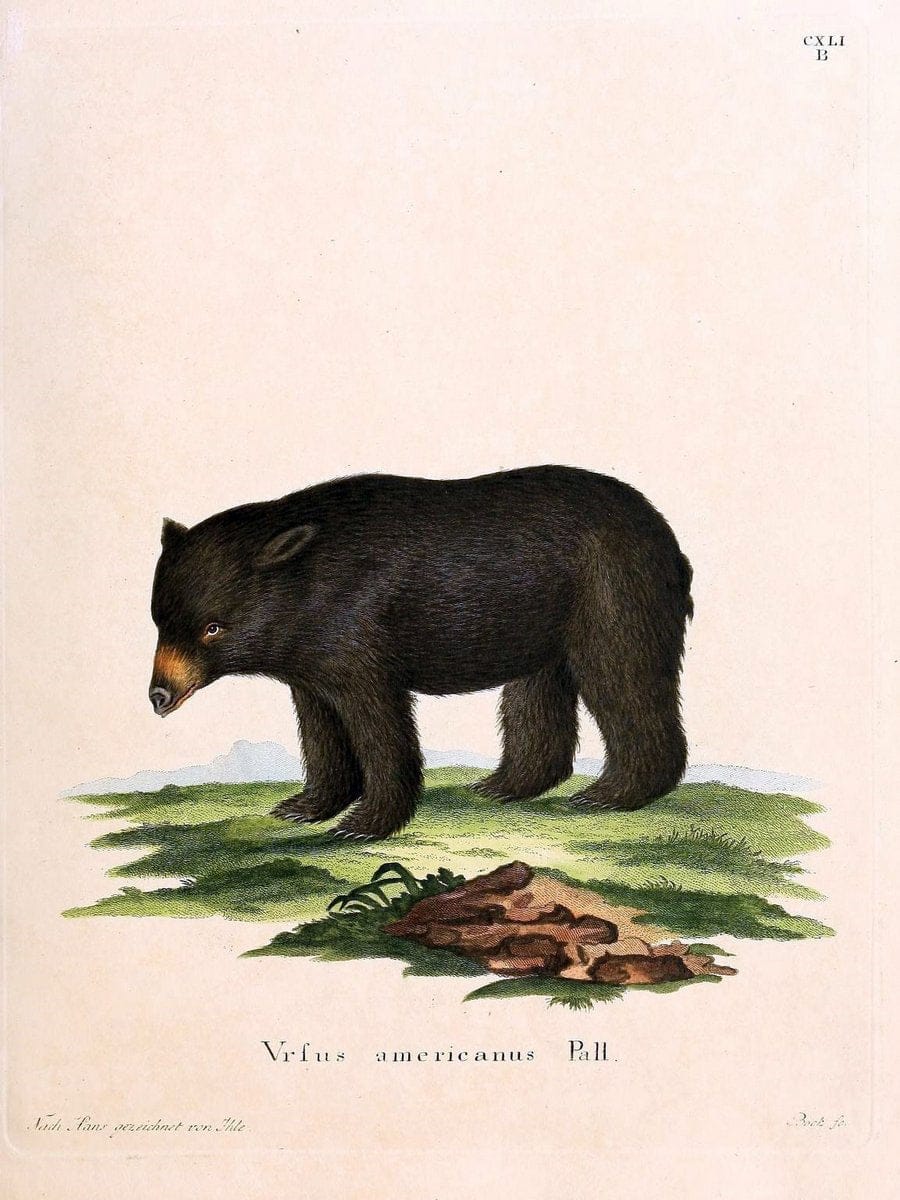 Die SÃ¤ugthiere in Abbildungen nach der Natur /.Erlangen :Expedition des Schreber'schen s | Mammals "Pictorial works"  | Vintage Print Reproduction 472948