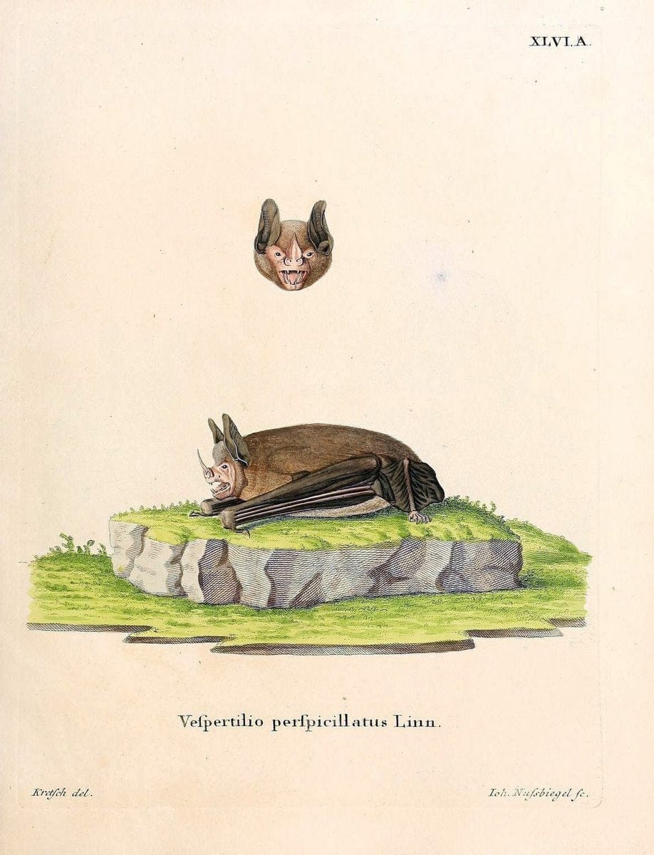 Die SÃ¤ugthiere in Abbildungen nach der Natur /.Erlangen :Expedition des Schreber'schen s | Mammals "Pictorial works"  | Vintage Print Reproduction 472950