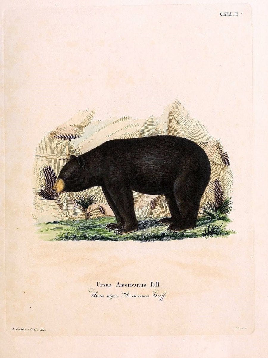 Die SÃ¤ugthiere in Abbildungen nach der Natur /.Erlangen :Expedition des Schreber'schen s | Mammals "Pictorial works"  | Vintage Print Reproduction 472951