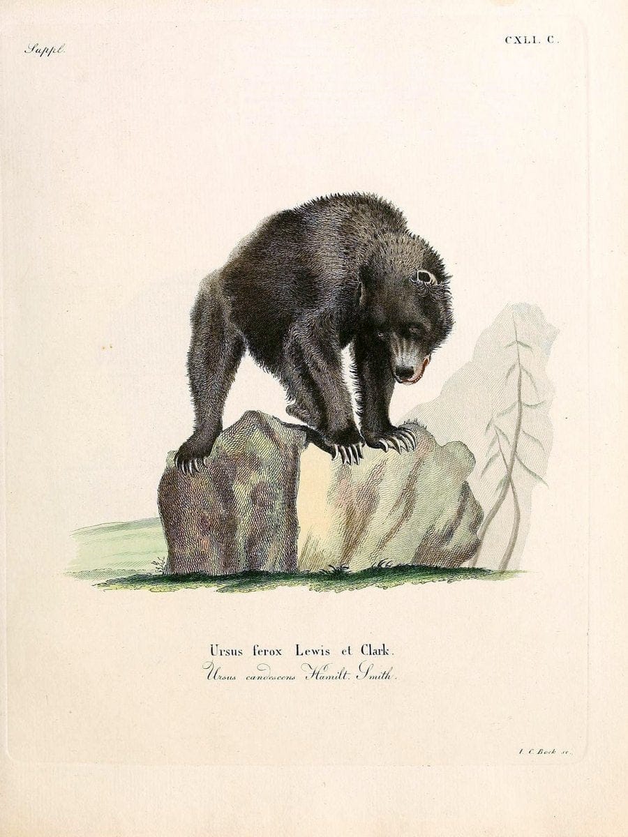 Die SÃ¤ugthiere in Abbildungen nach der Natur /.Erlangen :Expedition des Schreber'schen s | Mammals "Pictorial works"  | Vintage Print Reproduction 472956