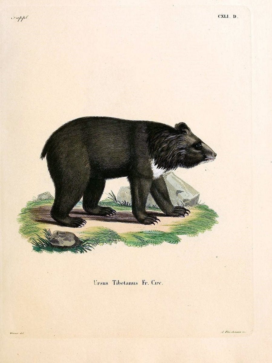 Die SÃ¤ugthiere in Abbildungen nach der Natur /.Erlangen :Expedition des Schreber'schen s | Mammals "Pictorial works"  | Vintage Print Reproduction 472959